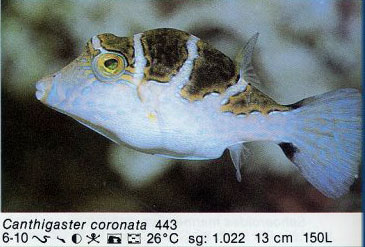 Canthigaster coronata